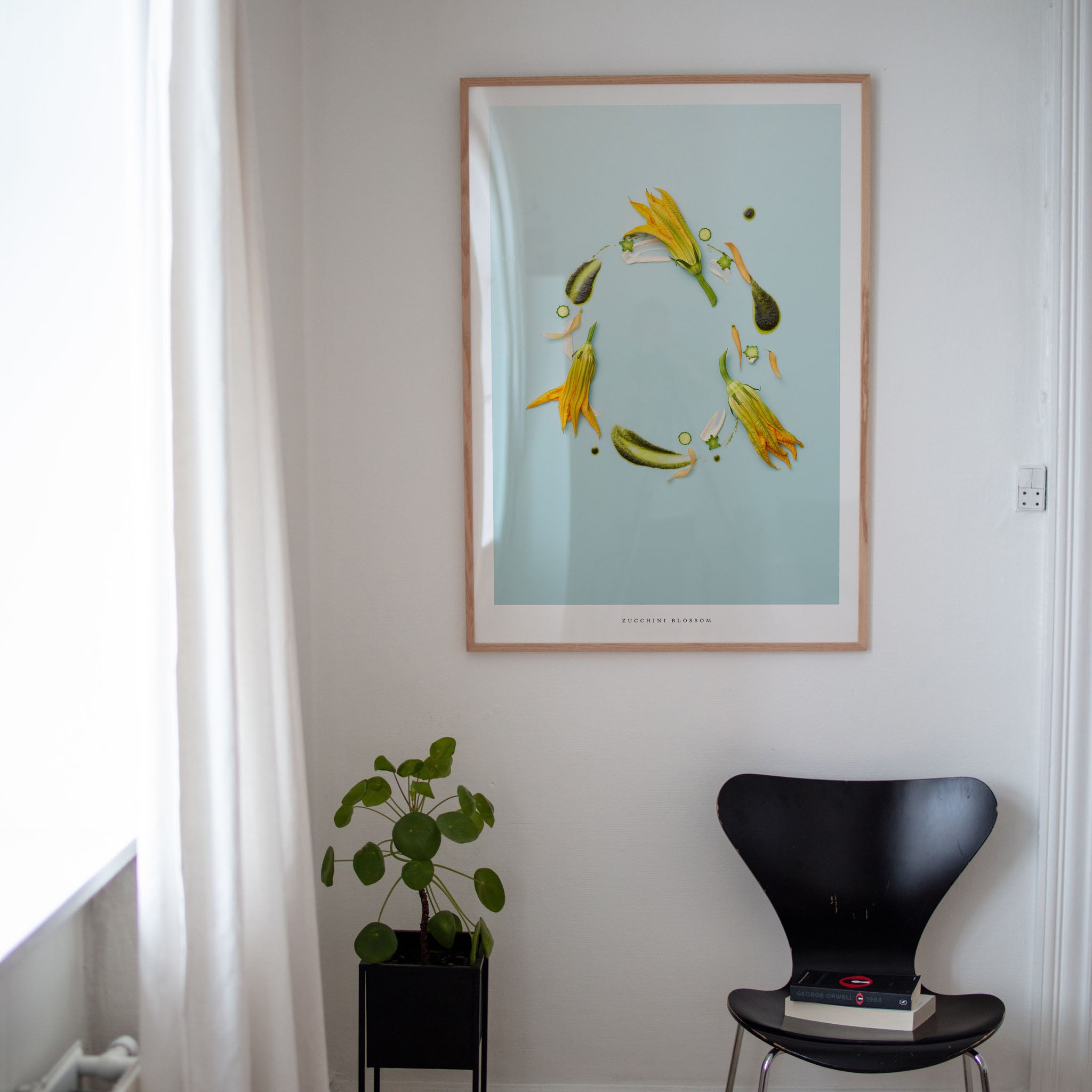 Zucchini Blossom art print  on a wall with a plant and chair below.